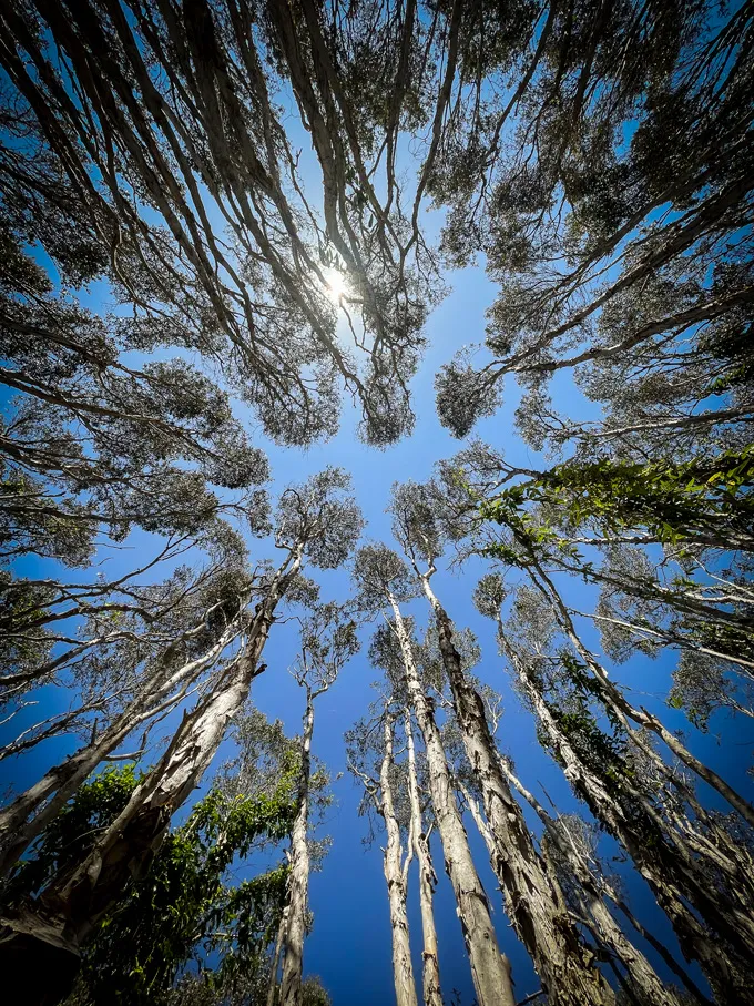 Hidden tree bark microbes munch on important climate gases