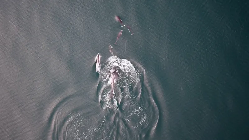 At first, orcas and dolphins are seen hunting together