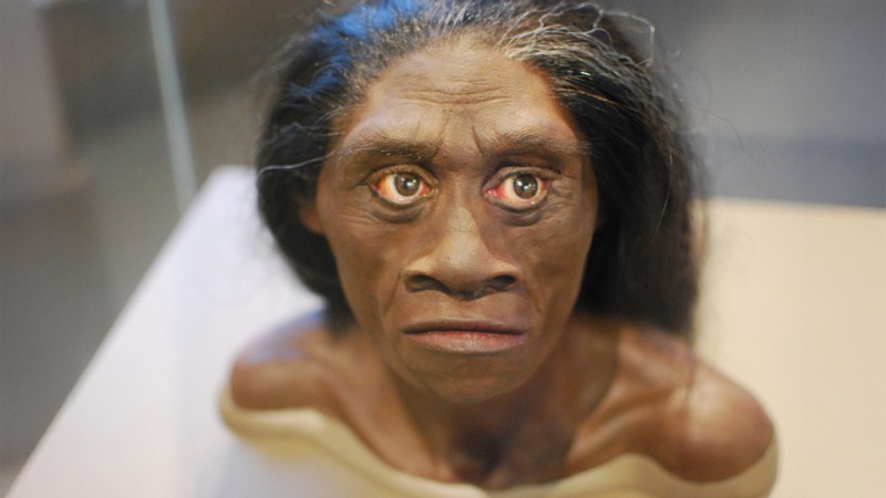 Drought may have doomed the ‘hobbits’ of Flores